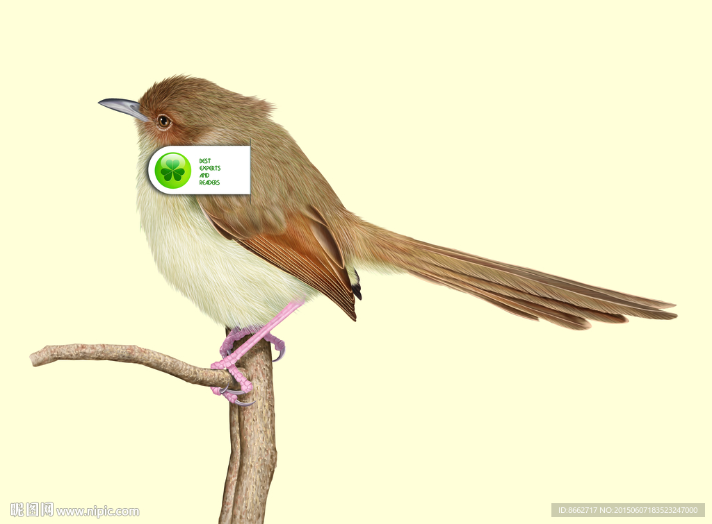 纯色山鹪莺 分层