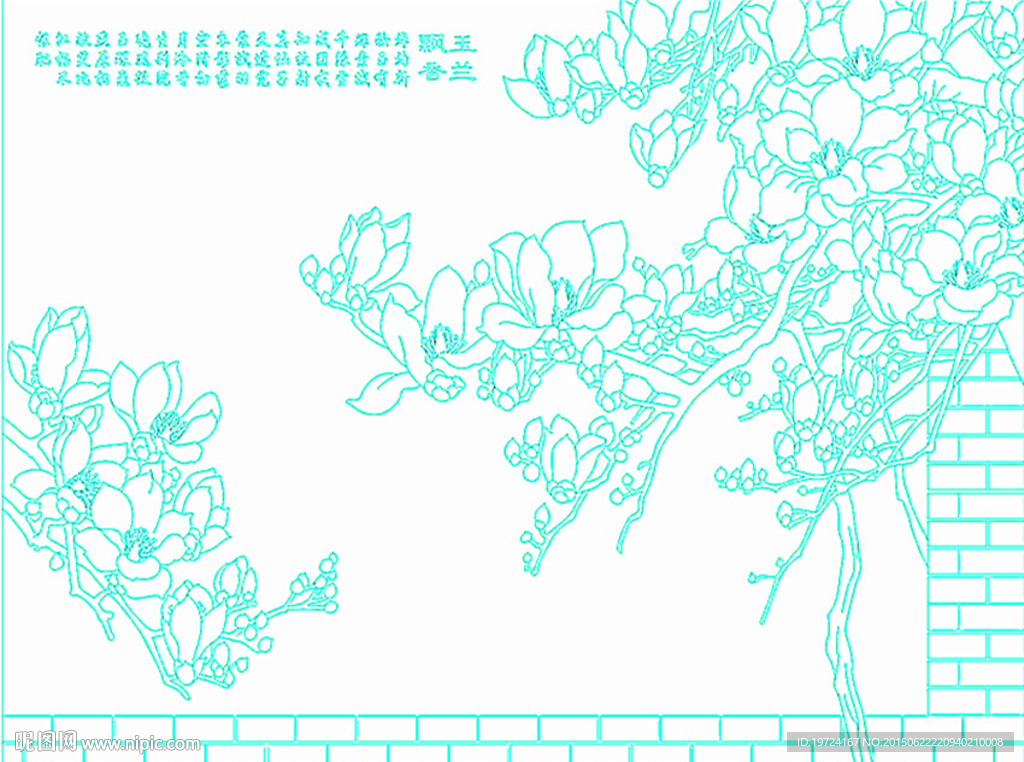 玉兰花