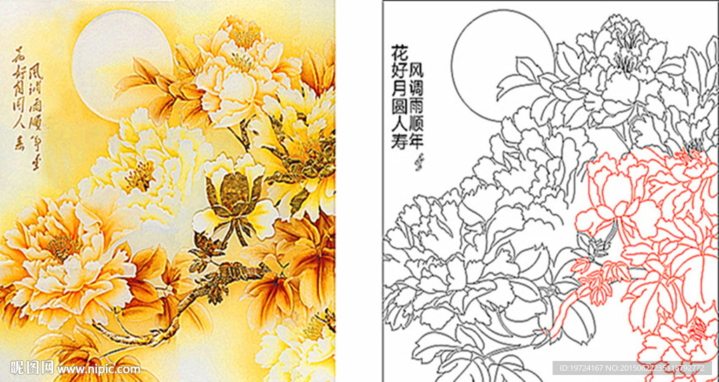 牡丹花