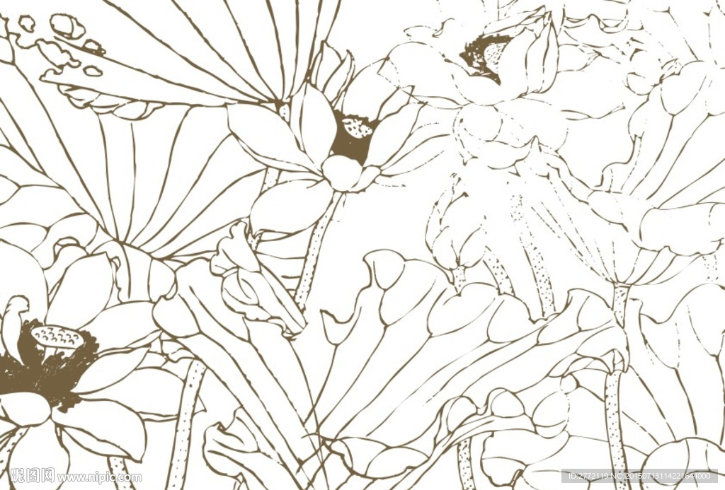 小碧池荷莲 插画