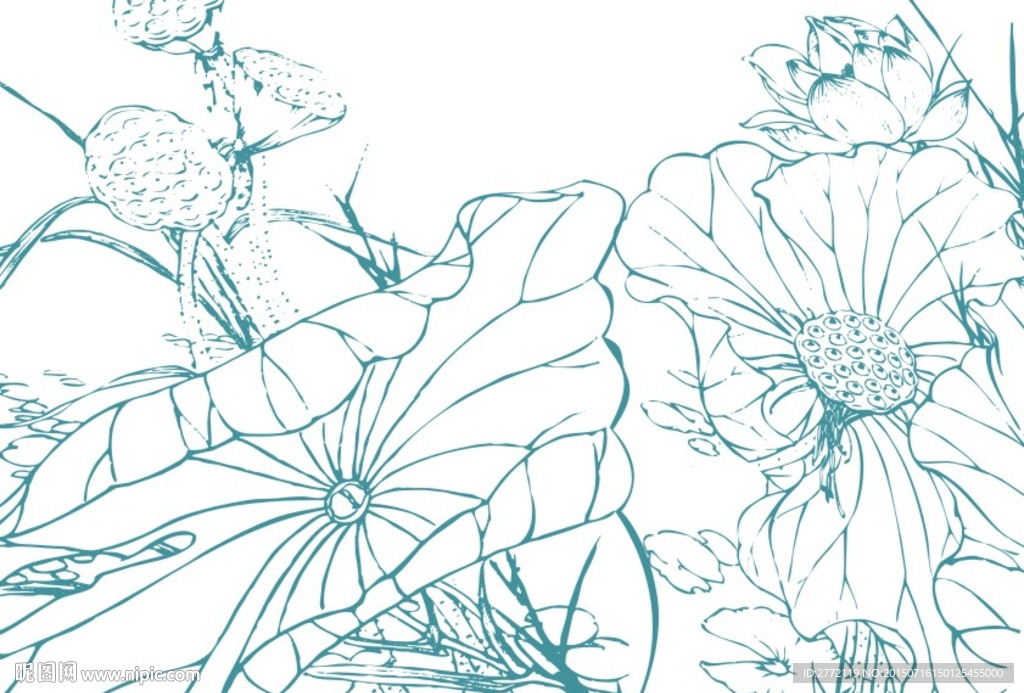 夏日荷莲子 插画