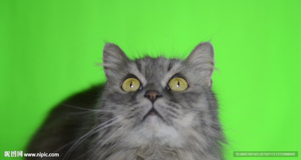 绿色背景猫