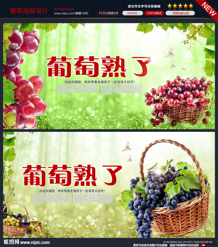 葡萄采摘