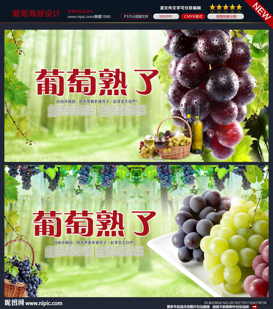 葡萄采摘