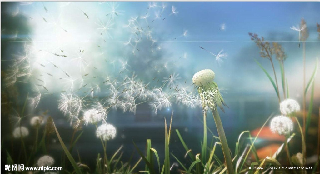 蒲公英飘散动画场景