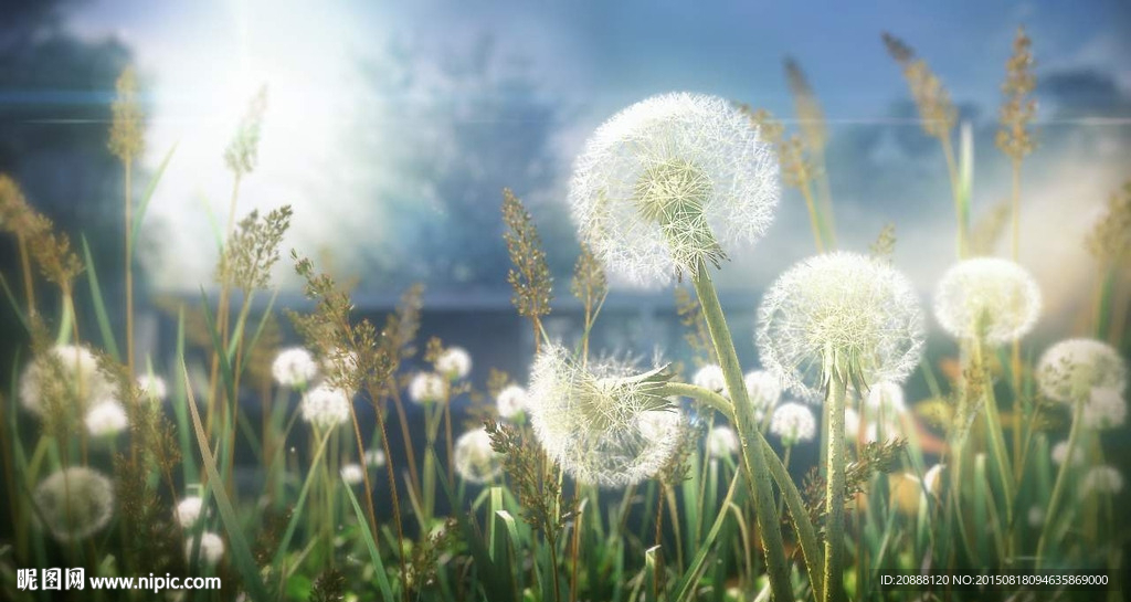蒲公英特写动画场景
