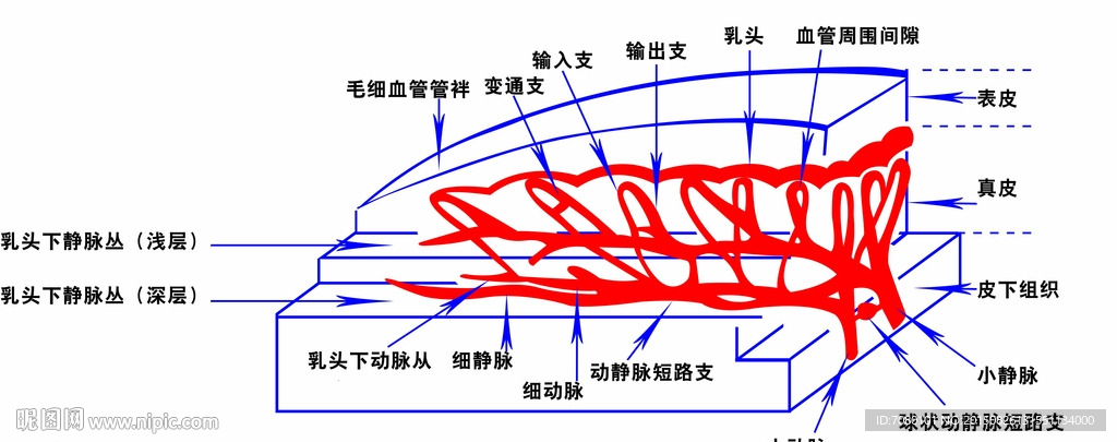 甲襞微血管分布模式图