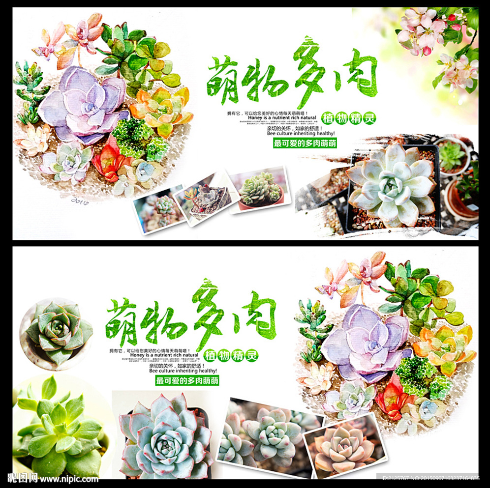 多肉海报