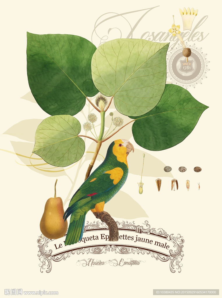 鹦鹉和叶子