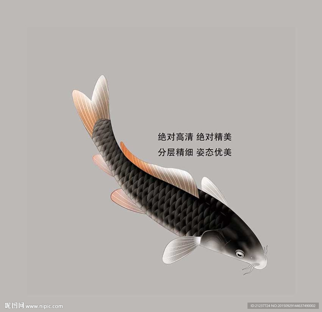 鲤鱼富贵有余