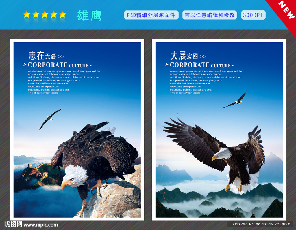 老鹰
