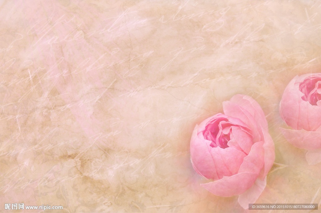 玫瑰花