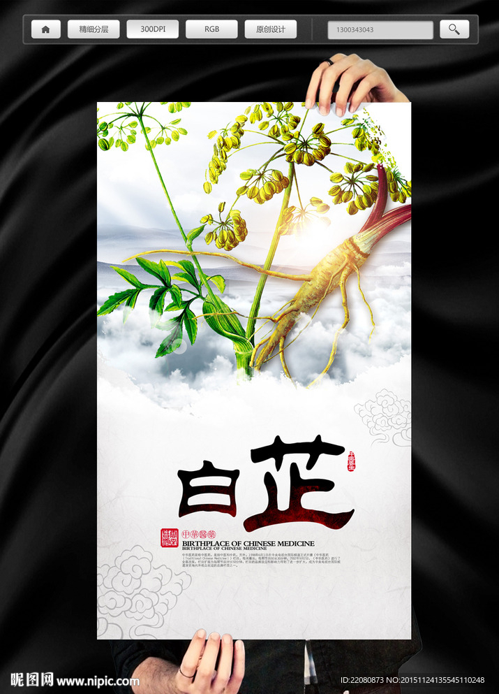 中药白芷