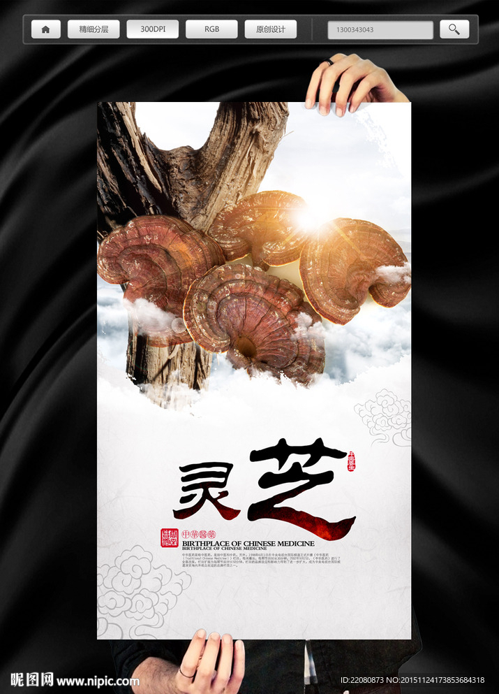 中药灵芝
