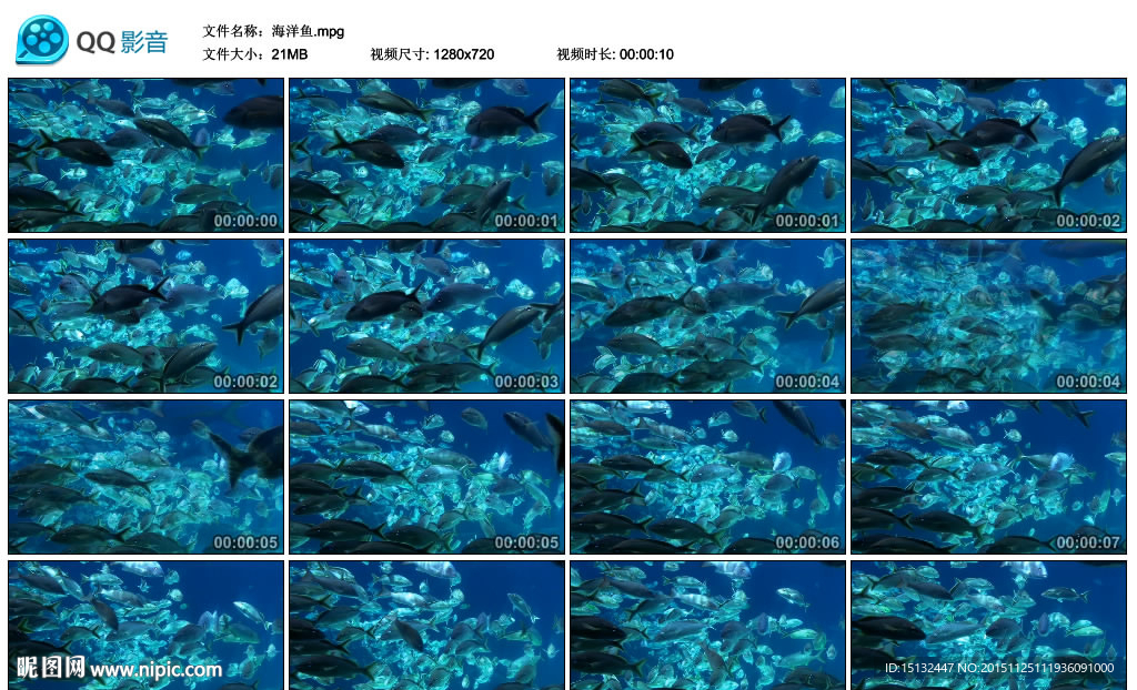 海洋鱼千万条鱼游来游去影视背景