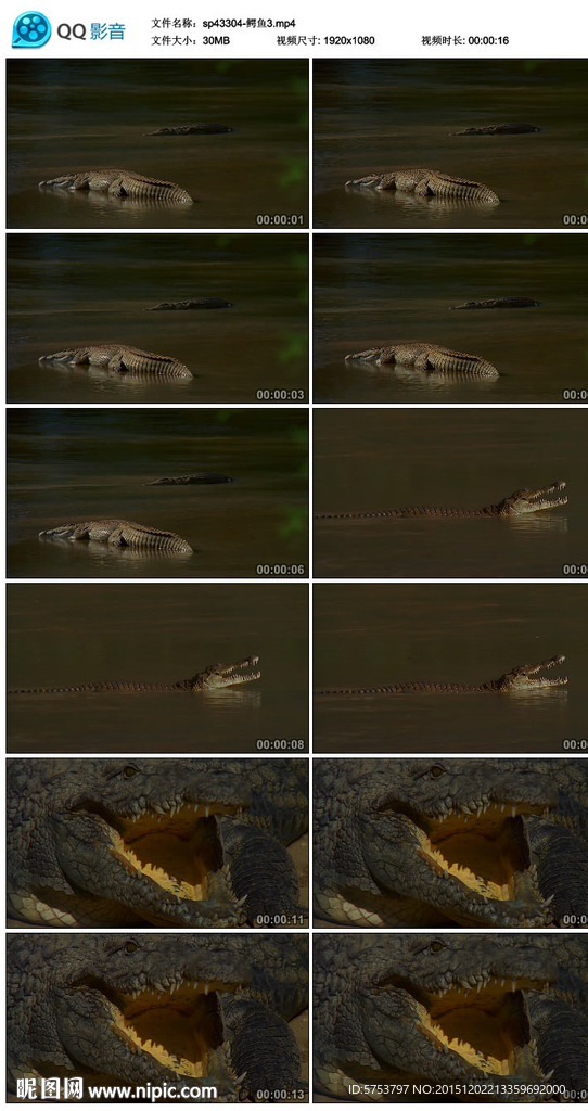鳄鱼实拍视频素材