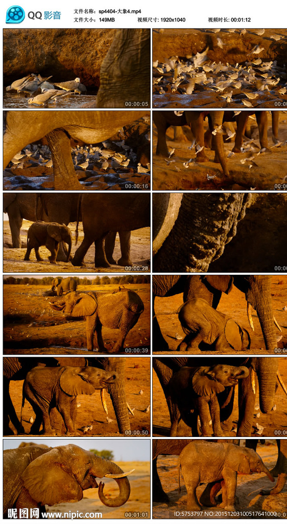 大象野生动物视频素材