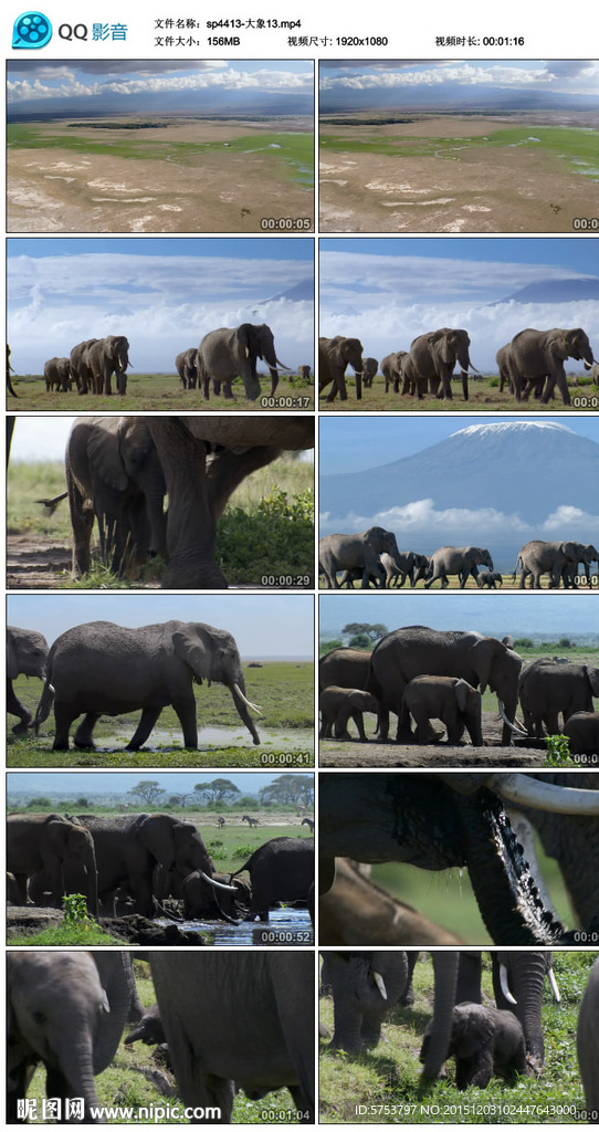 大象野生动物视频素材