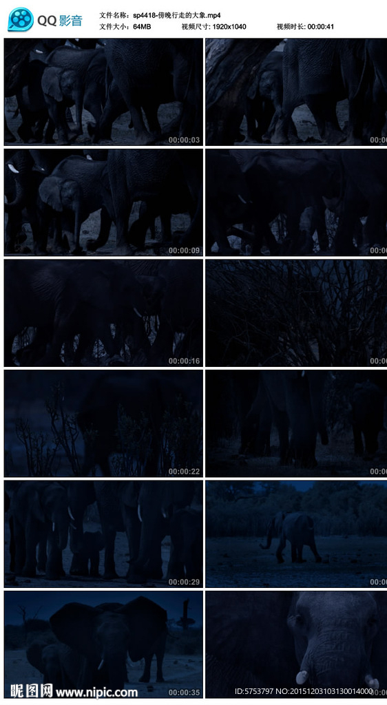 晚行走的大象视频素材