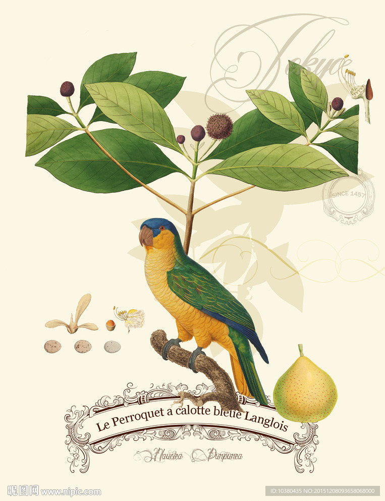 鹦鹉及叶子