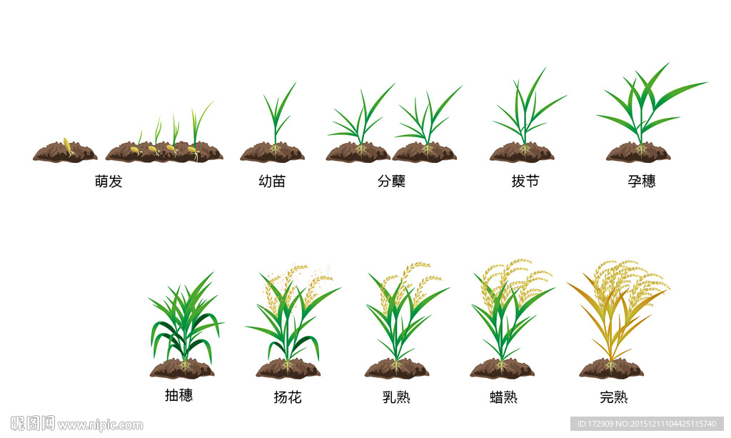 键 词:水稻生长过程 水稻 水稻种子 种子发芽 萌发