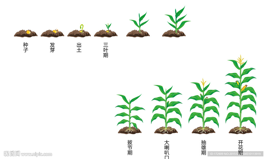 玉米种植过程简笔画图片