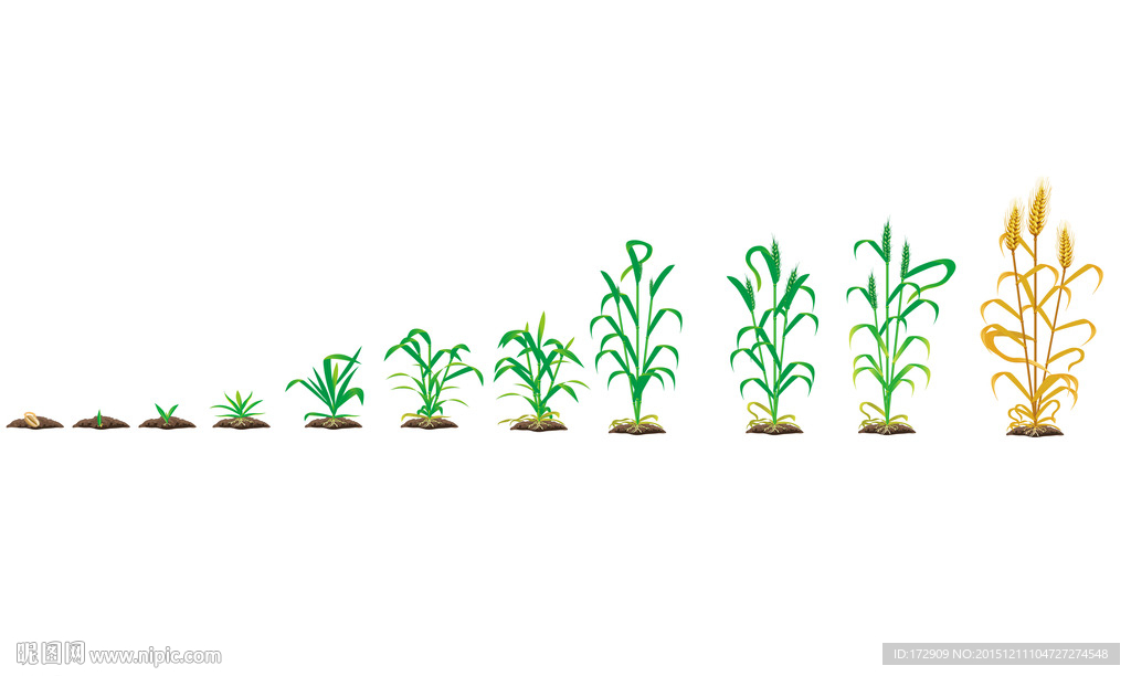 小麦生长过程-一颗种子分散三枝