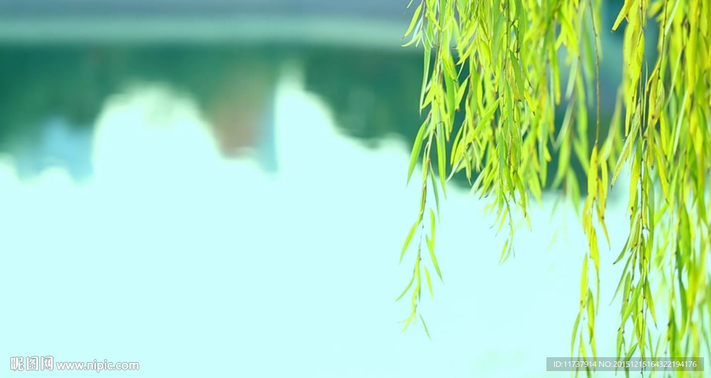 垂柳-水面-绿色