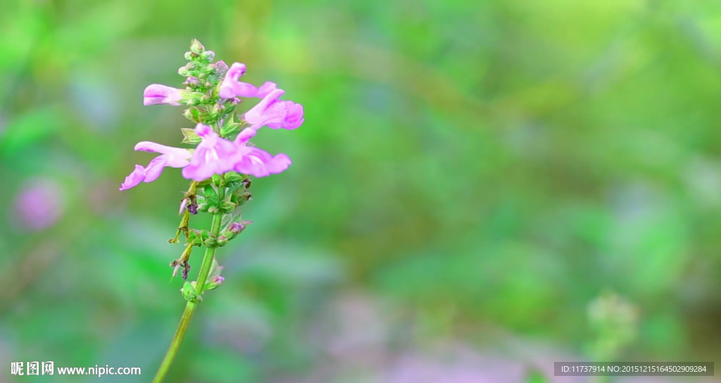 唯美鸡观花