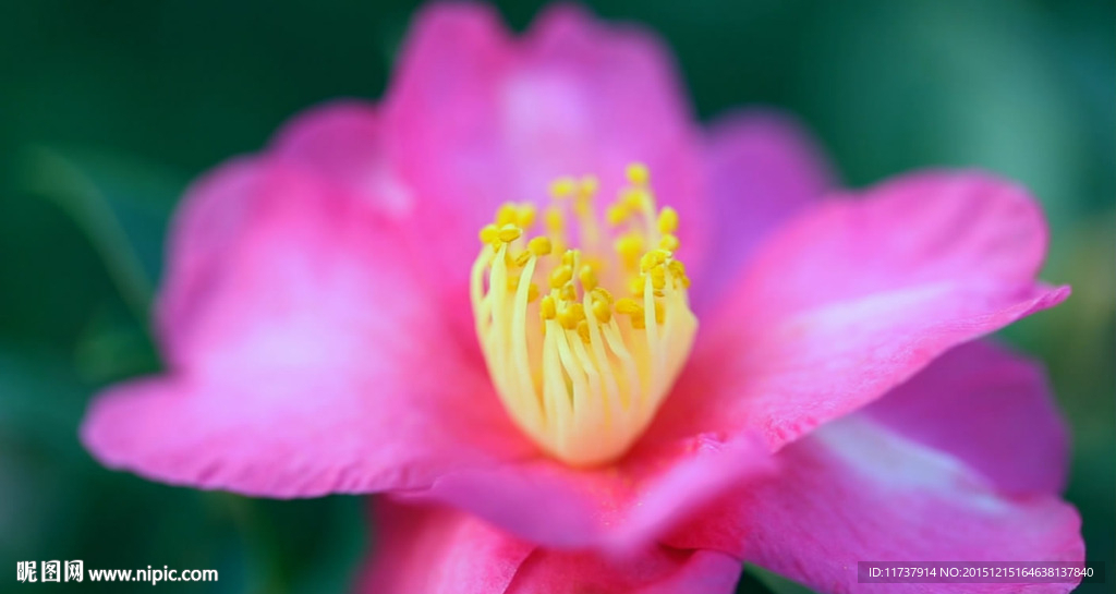 唯美月季花朵
