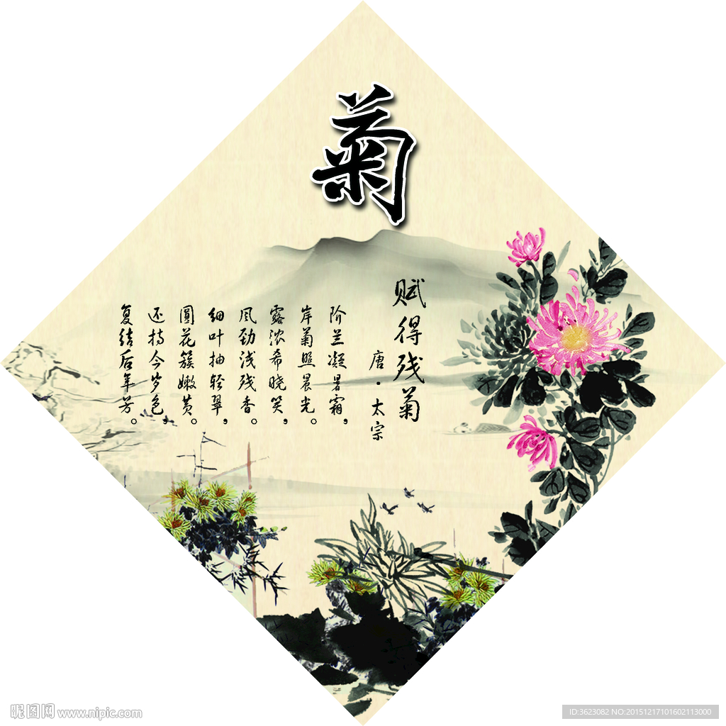 校园文化 菊