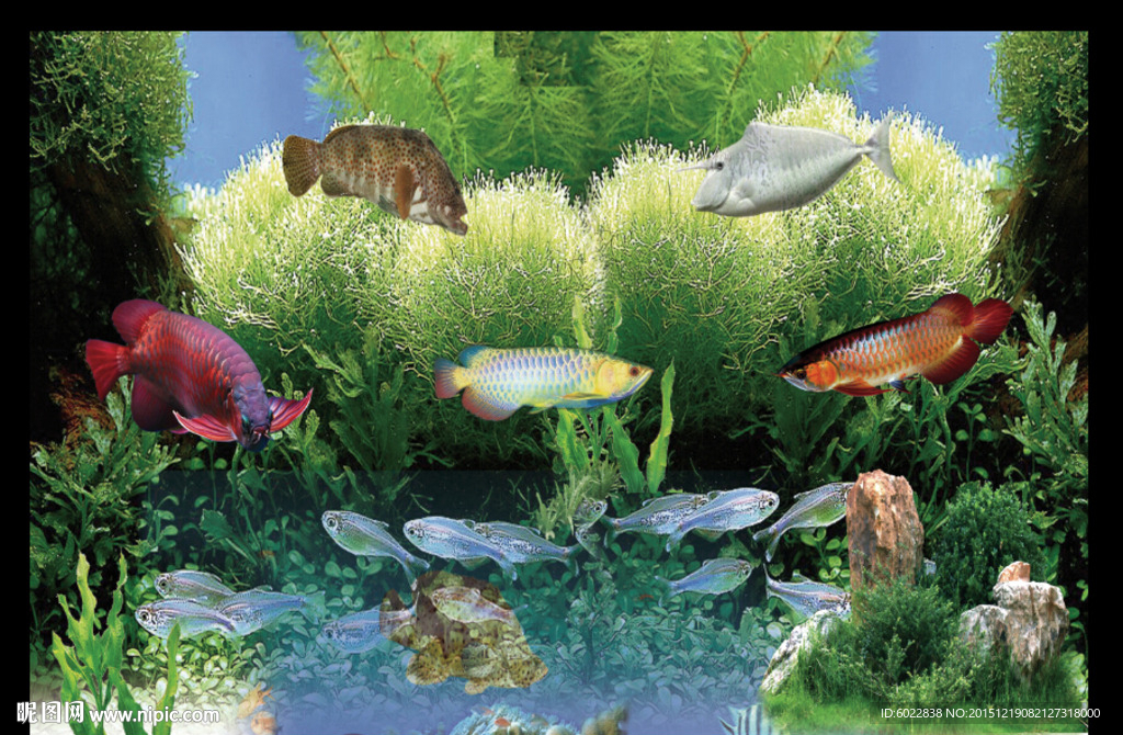 鱼缸背景