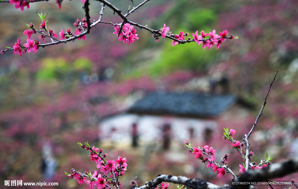 桃花纷飞