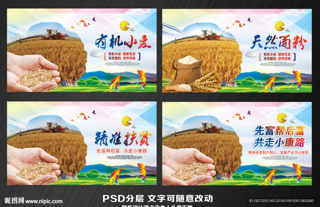 有机小麦
