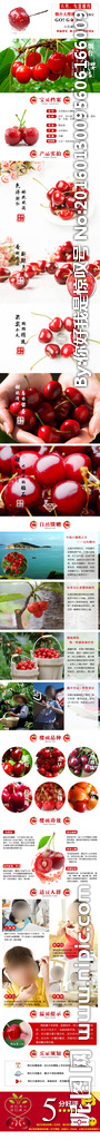 烟台大樱桃（红灯）详情页