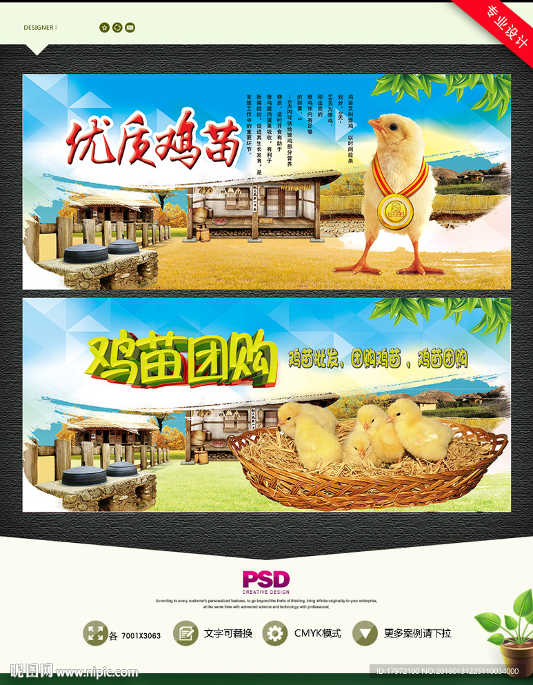 鸡苗