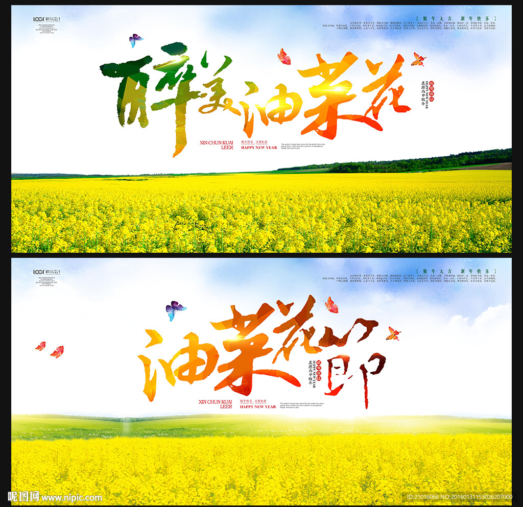 油菜花