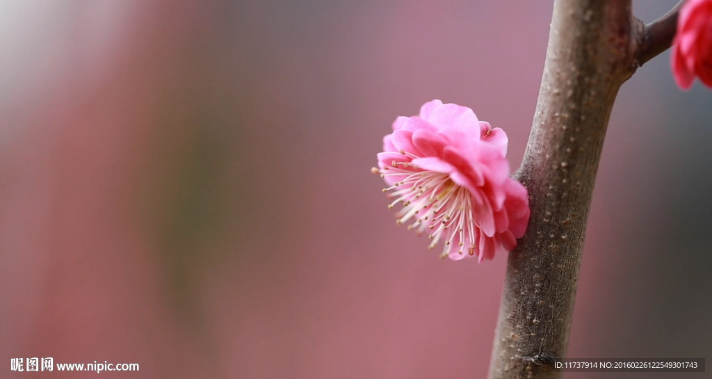 樱花高清视频