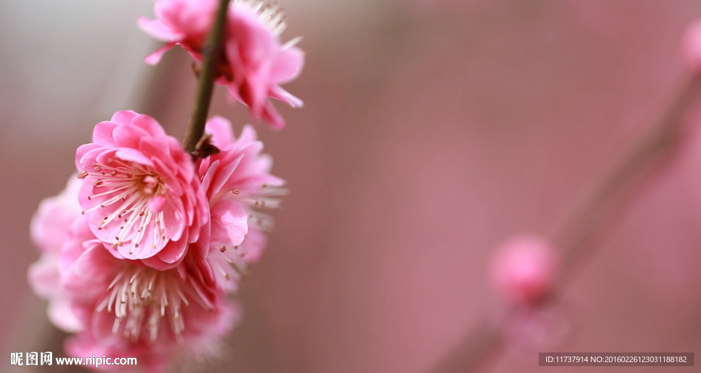 樱花高清视频