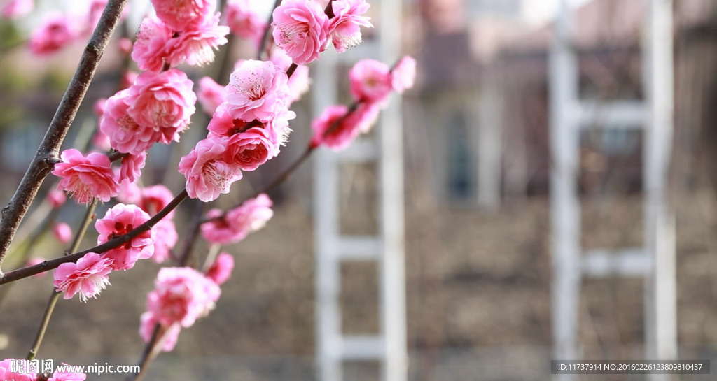 高清樱花视频