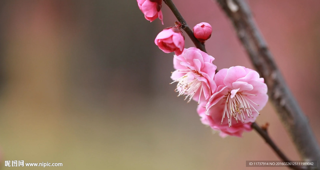 高清婴花