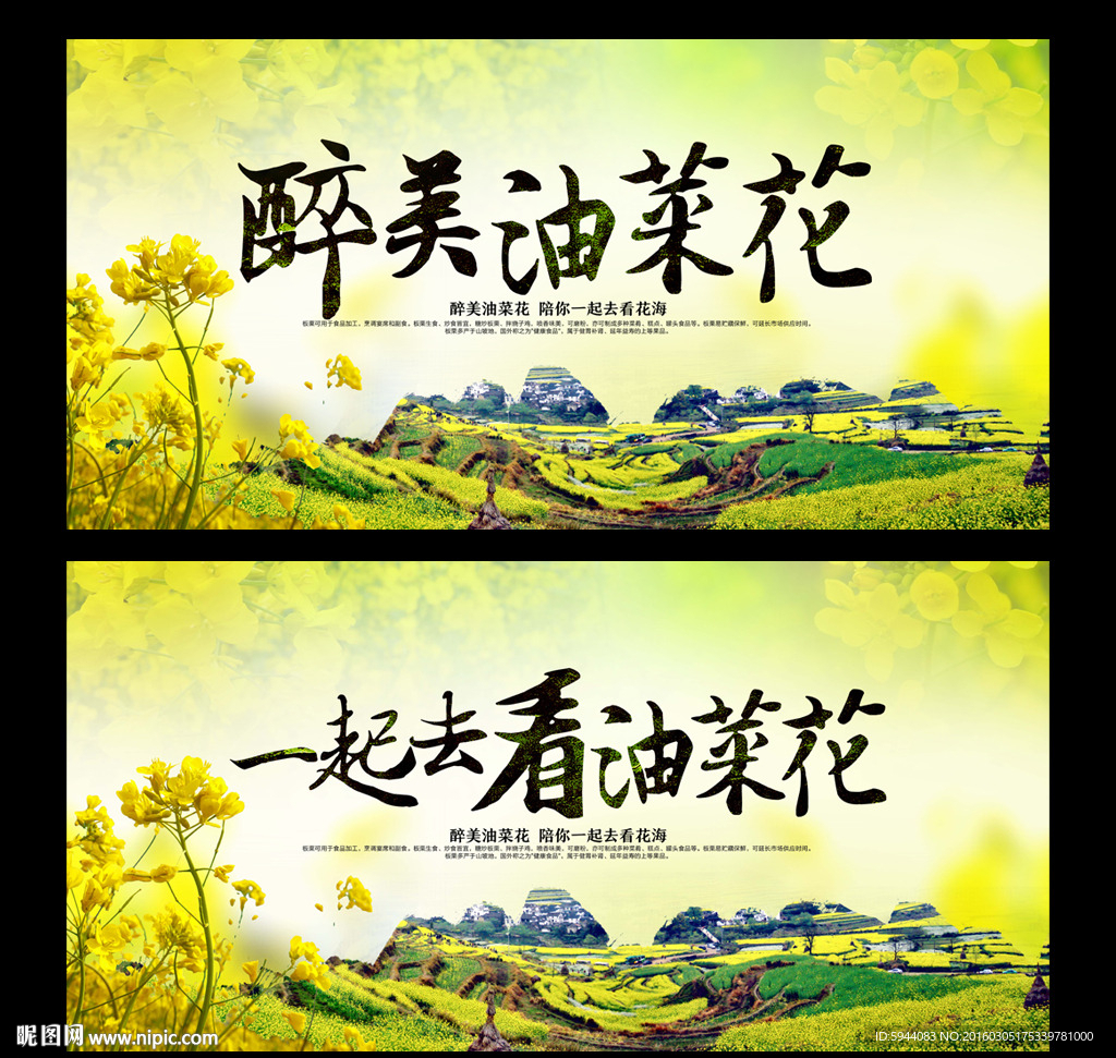 油菜花