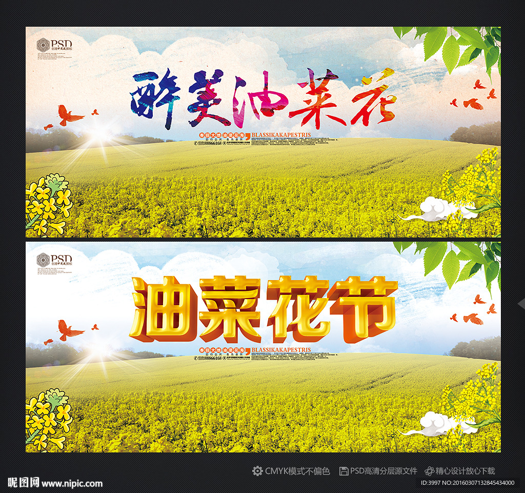 油菜花