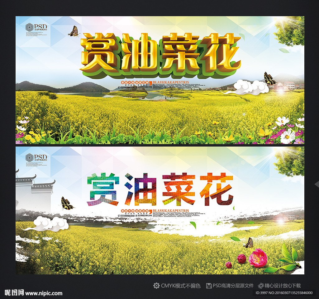 油菜花