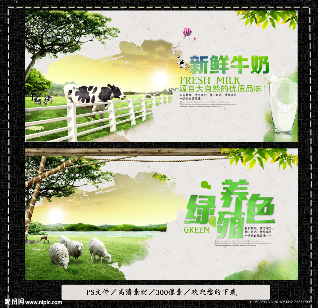 绿色养殖 新鲜牛奶