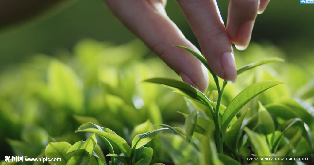 高清茶叶制作采集泡茶