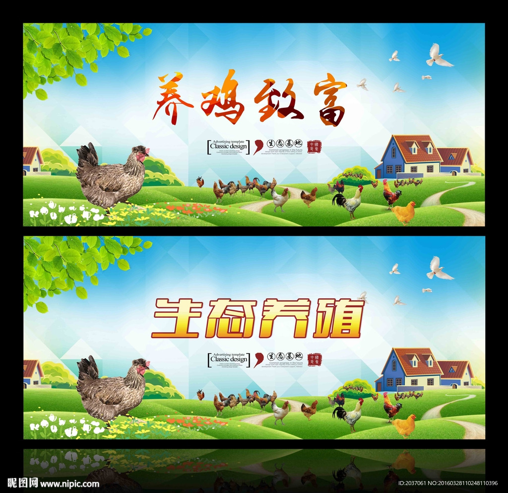 农业 养鸡