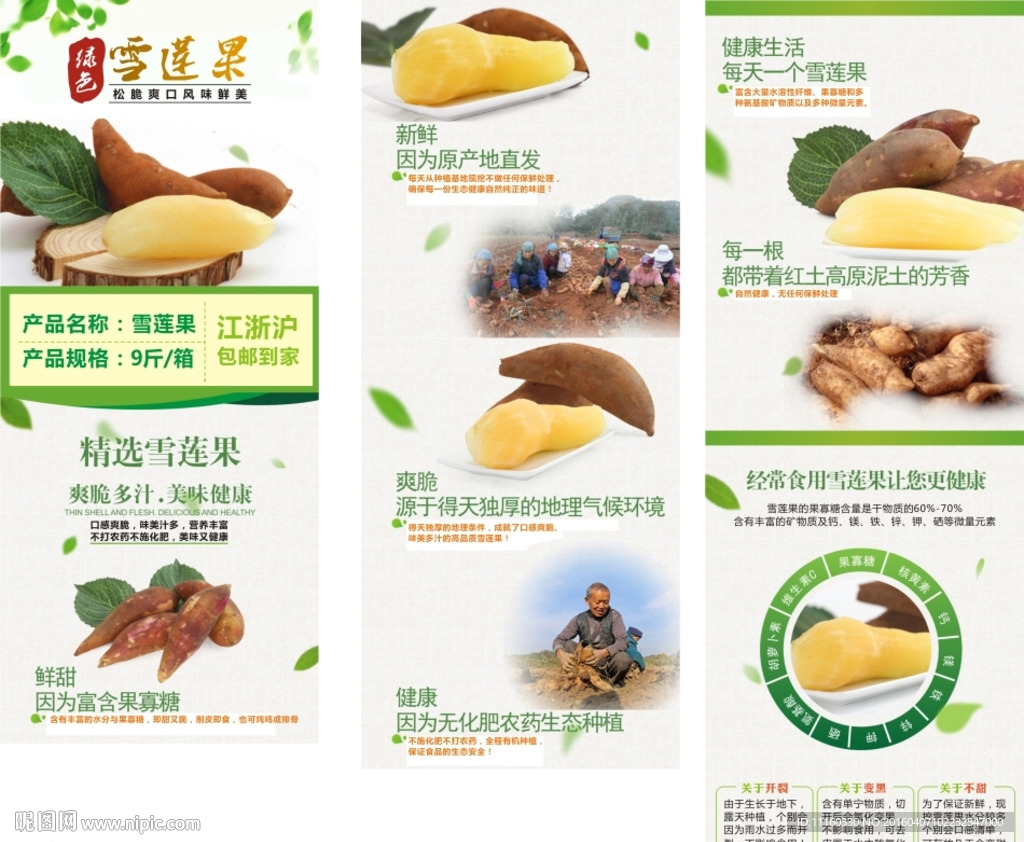 雪莲果详情介绍