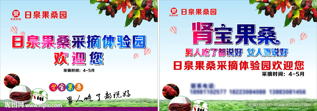 桑葚