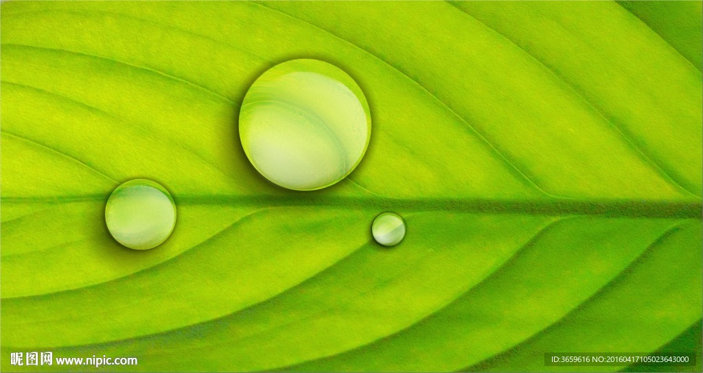 叶子水珠